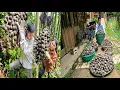 Download Lagu Harvesting Dac Fruit - How to Process and Earn High Income