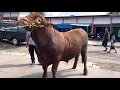 Download Lagu SAPI SUPER JADI REBUTAN JURAGAN BARAT 🔥