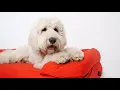 Bolster Dog Bed Now available in 15 amazing colours Omlet Pet Products