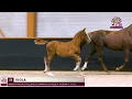 Download Lagu 52. Viola  (Mosito van het Hellehof x Bamako de Muze)