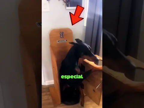 El Perrito Tiene su Silla Especial 🥺🐶#Catsoftiktok #CatLovers #cat #cute #FunnyCats #catcartoon #fyp