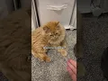 Download Lagu Sister Minnie and Winnie misbehaving at the workplace #funnycats #orangecat