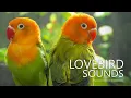 Lagu Lovebirds Chirping Sounds - Green Opaline and Dark Green Opaline - Orange-Head Duo