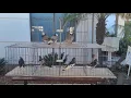 Jedds Bird Supplies - Bird Sale Jan 28 2023