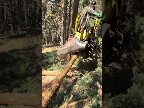 Harvester 1270G Processing Trees at Insane Speed!#forest #johndeere #harvester #forestry #tree #life