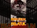 Download Lagu kombok gacor #shorts #burunggacor #burungjuara #burungkicau #kombok gacor #burunggacor #burungjuara