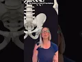 What are the three bones of the pelvis