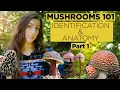 Mushrooms 101 Identification and Anatomy - Part 1