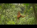 Download Lagu Bukit lawang ~ North sumatra