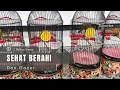 Download Lagu Perawatan burung Pleci harian 😀👍🏻supaya cepat gacor dan buka paruh.