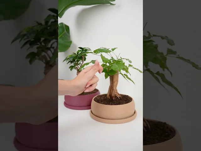 BONSAIS minimalist bonsai planter video thumbnail
