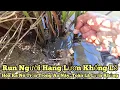 Download Lagu Câu lươn khủng_Run người..Hóa ra nó trốn trong ao này_Toàn là lươn khủng_tập947//Giant eel fishing