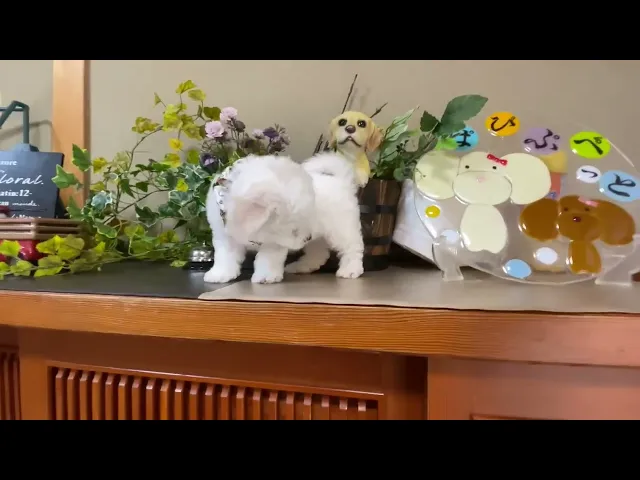 動画