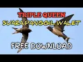 Download Lagu SUARA PANGGIL WALET - TRIPLE QUEEN from TEAM WALET BOMBANA - FREE DOWNLOAD