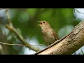 Download Lagu The song of the Common Nightingale - Bird Sounds to recognize the Common Nightingale | 10 Hours