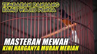 masteran mewah murah meriah suara tembakan panjang kamu wajib punya