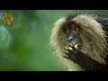 Download Lagu Inside India’s Ancient Jungle Realms | FULL DOCUMENTARY | Wild India | @UltimateNatureDocs