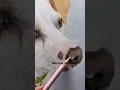 Download Lagu Meet Tom the Jack Russell Mix – Pet Portrait in Coloured Pencil \u0026 Oil Pastel