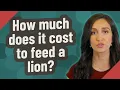 How much does it cost to feed a lion