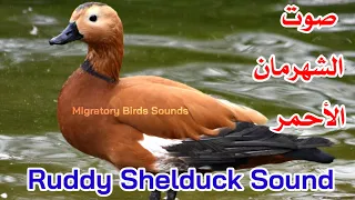 صوت الشهرمان الأحمر Ruddy Shelduck Sound 