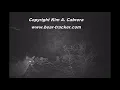 Mountain Lion Chirp Call - Short Version