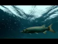 1-Hour Underwater Rain ASMR • 98% of People Never Hear This Sound 🌊☔