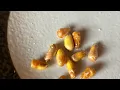 Pisco