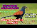 Lagu Tiếng Bìm Bịp Mồi Chuẩn Bẩy Mới Nhất 2023