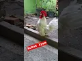 Download Lagu Kokok Ayam Kate Chabo