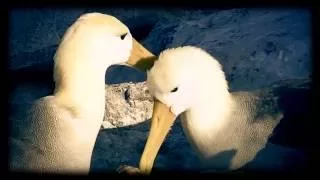 موسيقى برنامج المسامح كريم بمناسبة وصول القناة لمئة ألف مشترك 