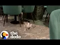 Download Lagu Stray Kitten Goes Home With Guy And He Meets The Love Of His Life | The Dodo