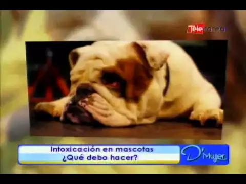 Intoxicación en mascotas ¿Qué debo hacer?