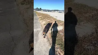 .. #fyp #dream #youtube #pets #doberman
