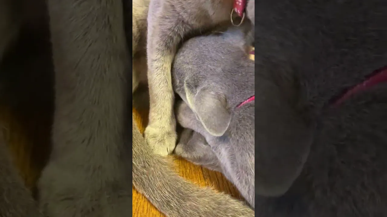 動画