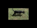 Onyx Pumkpin