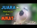 Lagu Bunyi suara tekukur KUK 1 gacor NGALAS, AMPUH untuk pancingan dan mikat para PEMIKAT.