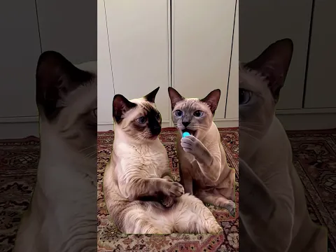 Надул 😅 #cat #милота #memes #funny #cute #прикольныекоты