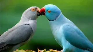 اغنية فاكرك يا ناسينى دندنها