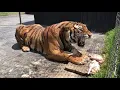 Lagu Suara raungan Harimau