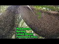Lagu Bombernya Sarang Lebah Hutan Pekanbaru Riau     #bee#honey#panenmaduhutan#lebah#hutan#extreme#viral 