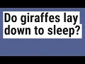 Do giraffes lay down to sleep