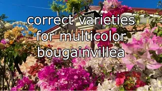 Download how to choose correct varieties for grafting  multicolor bougainvillea MP3