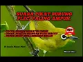 Download Lagu suara pikat burung pleci. di jamin hujan burung pleci sekecamatan