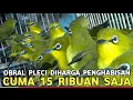 Download Lagu BURUNG FYP  !!! PLECI TURUN HARGA CUMA DI 15 RIBUAN AJA DI PASAR BURUNG PRAMUKA 