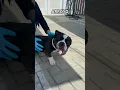 10 Adoptable in 10 Seconds for National Adopt A Shelter Pet Day