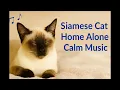 Siamese Cat Home Alone Calm – Relaxing Therapy Music (1 Hour)