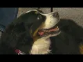 Bernese Mountain Dog s Knack For Finding Golf Balls Becomes Way To Help Rescue Animals