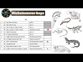 Dichotomous Keys Biology IGCSE