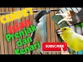 Download Lagu Kumpulan Cendet Gacor Full Isian Mewah Prenjak Abang, Kenari dan Kunti. Cocok untuk Cendet Juara