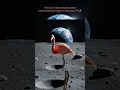 Lagu First flamingo on the Moon🦩#shorts#flamingo#moon#space#ai #cute#animation#scifi#animal#viral#fantasy